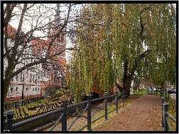 Zabytkowe, Drzewa, Wierzba, Kamienice, Gdańsk, Alejka